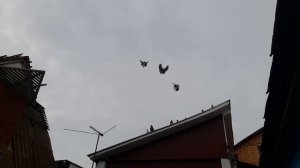 Николаевские голуби