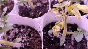 SOS 🆘  Прошу совета. 
У нас весна пришла. 😃