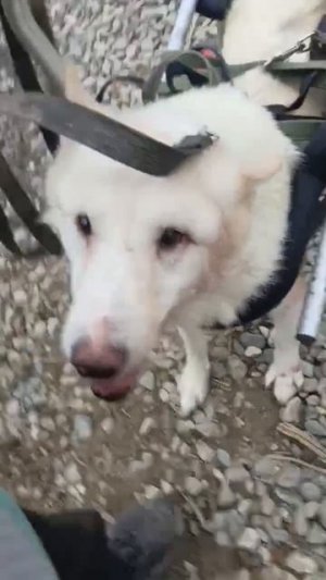 Север встал на колеса