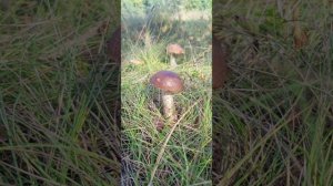 грибы в России