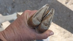 Деревенские будни//Стрижка копыт//Обед на скорую руку//Текущие дела.