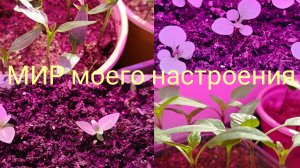 15.03.26 Первая важная подкормка рассады