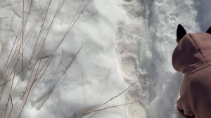 Принесли Гасе хлеба. Личная снегоплавильня. Уезжаем