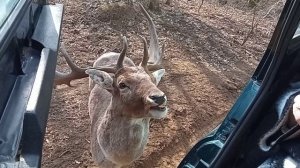 2026.03.15 ПАРК ОЛЕНЕЙ Ч1