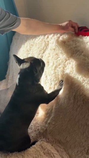 У кого-то очень короткие лапки