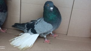 14.03.26 часть2 Ярмарка голубеводов в Самаре. Олег Костяков