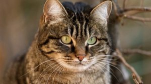 Лохматый друг. рассказ.