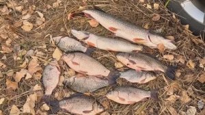 РЫБАЛКА р.ТАЛАЯ Алтайский край.