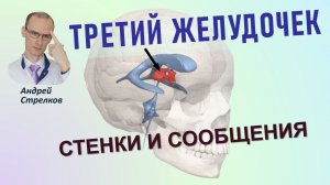 Третий желудочек головного мозга: стенки и сообщения