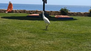 Египетская красоточка