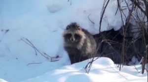 Подкормка животных. Енотовидная собака. Лоси. Снегоход не едет. Фото ловушки.