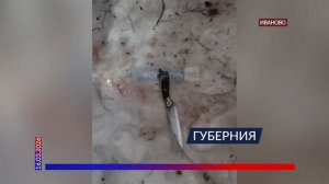 Домашнего питбуля привязали к дереву и зарезали