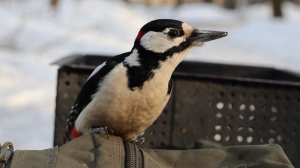 Немного о дятле