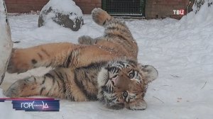 Амурских тигрят из Московского зоопарка назвали Уссури и Таёжка