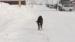 ЗАСТРЕЛИЛ СОБАКУ