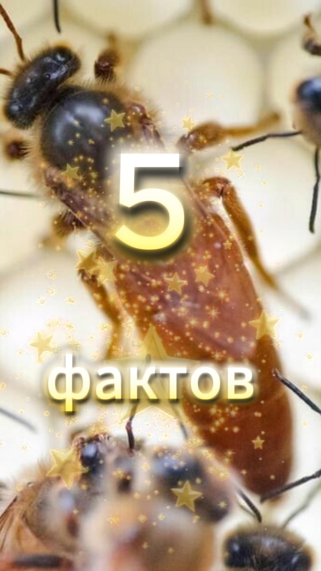 3 популярных мифа о пчелах