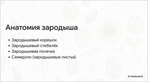 Биология 6 класс параграф 7 СТРОЕНИЕ СЕМЯН краткий пересказ
