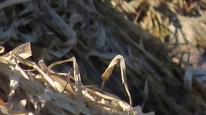 Кадры дня 15 марта 2026 / Ижора. Межстоличье.