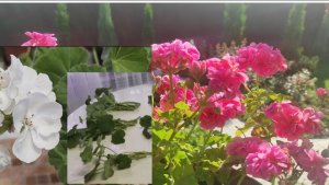 Обрезала пеларгонии. Черенки готовы.