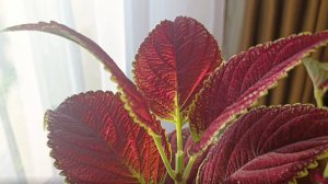 Колеусы для штамба. Очередной этап развития.