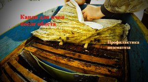 Подкормка пчел весной, профилактика Нозематоза