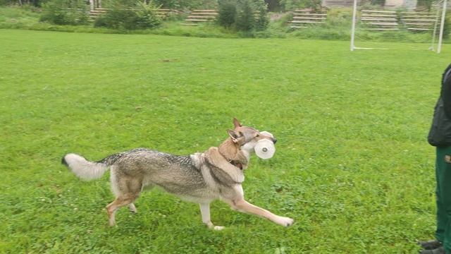 Корса апорт