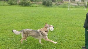 Корса апорт