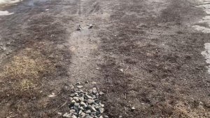 Прохожу по огороду, спешу накормить курей. Снег потихоньку тает.