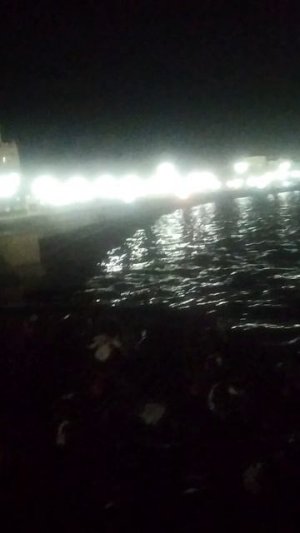 Дельфины у причала...