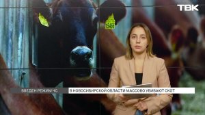 Почему в регионах массово уничтожают скот?