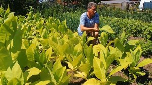 «ТАБАК НА ОГОРОДЕ: ВИРДЖИНИЯ, ГАВАНА – ломка листа в июле 8 лет назад» «Сады порока» 2 сезон 9 серия