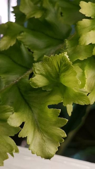 YouCut_20260309_213256983.mp4