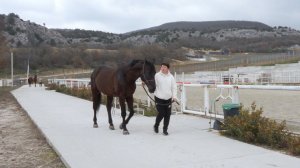 В марте изменились требования к перевозке животных между регионами