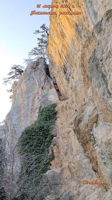 15 марта 2026 г. Никитская расселина #ялта #ялта2026 #никитскаярасселина