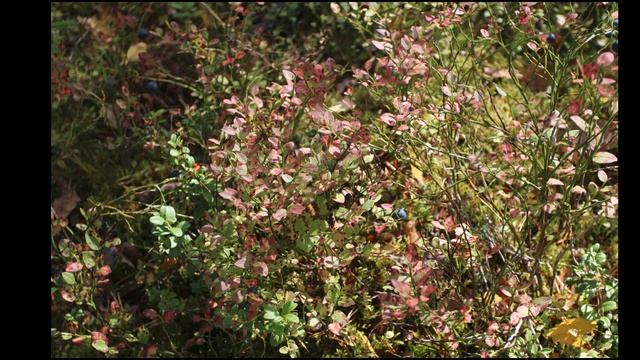 2020.09.18 Коулемаярви, Токарева, Выборг.mp4