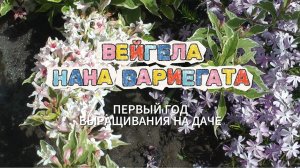 Вейгела Нана вариегата. Первый год выращивания на даче. 4К