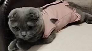 Асю простерилизовали