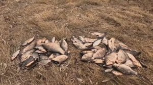 РЫБАЛКА ЛУГОВОЕ АПРЕЛЬ 2025 Алтайский край.