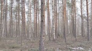 Гуляем в тайге. Встретили лося, поздоровались, склоняли к беседе. Но лось оказался каким-то диким