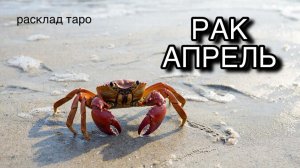 РАК таро прогноз на АПРЕЛЬ 2026 [расклад таро] [гадание онлайн]