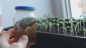 Как правильный полив всходов помидор и перца полностью меняет качество рассады!?