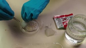 Лучший способ посева перца на рассаду 🌱 Семена перца всходят за несколько часов