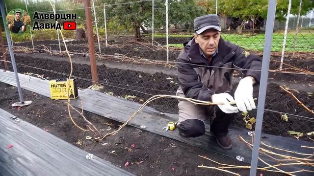 При такой обрезке кустов винограда Вы всегда будете с урожаем!