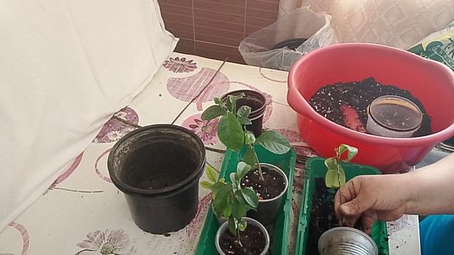 Замена грунта Дичкам 14.03.2026