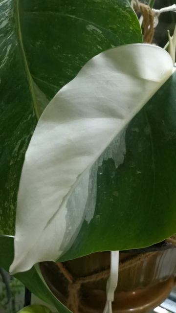 YouCut_20260309_212839621.mp4