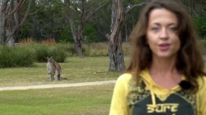 Кенгуру-трекс,спинифекс! Всё как у зверей!