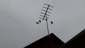 Николаевские голубт