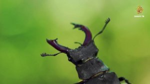 Мөгезле коңгыз | Гаҗәеп дөнья серләре. Бөҗәкләр дөньясы