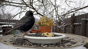 Фильм для Кошек