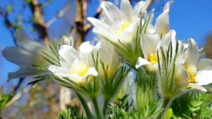 БЛИЗНЕЦЫ. ✨✨✨ Ваш Прогноз на АПРЕЛЬ 2026 года.